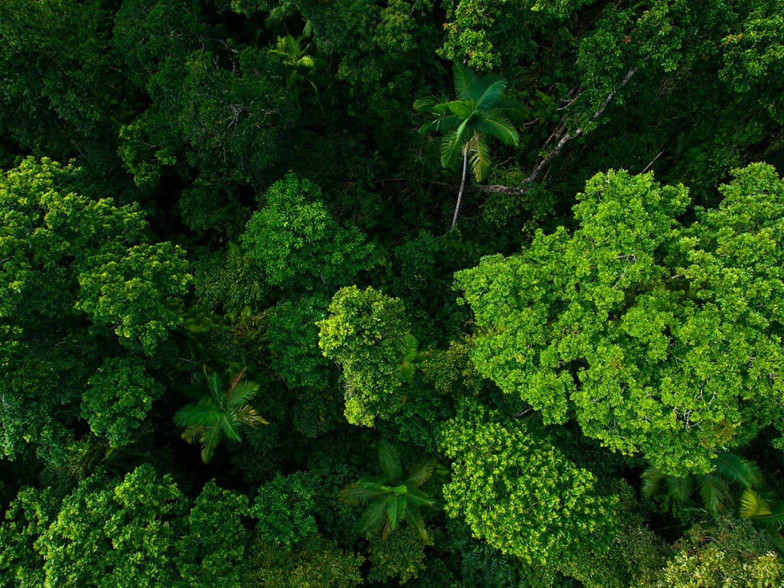 MK Sustainability Trees